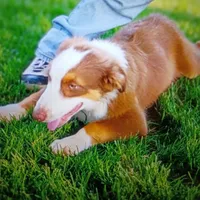 Hunter, a male Australian Shepherd for sale in Fort Worth, TX – 1 of 7