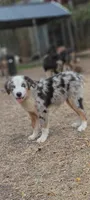 Skylar, a male Australian Shepherd for sale in Fort Worth, TX – 10 of 10