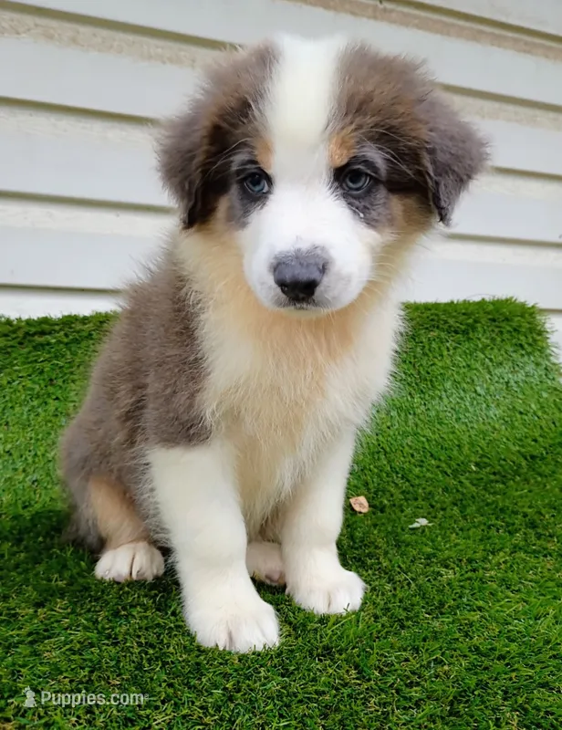 Hank – Australian Shepherd puppy for sale in Texas, TX