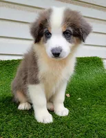 Hank, a male Australian Shepherd for sale in Texas, TX – 1 of 10