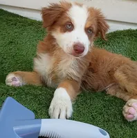 Red boy, a male Australian Shepherd for sale in Texas, TX – 2 of 10
