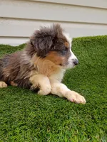 Shiba, a female Australian Shepherd for sale in Texas, TX – 8 of 10