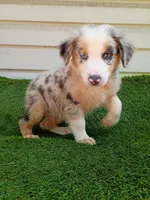Oreo, a male Australian Shepherd for sale in Texas, TX – 10 of 10