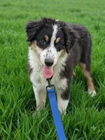 Rosa, a female Australian Shepherd for sale in Fort Worth, TX – 2 of 8