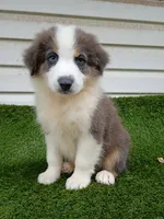 Hank, a male Australian Shepherd for sale in Texas, TX – 5 of 10