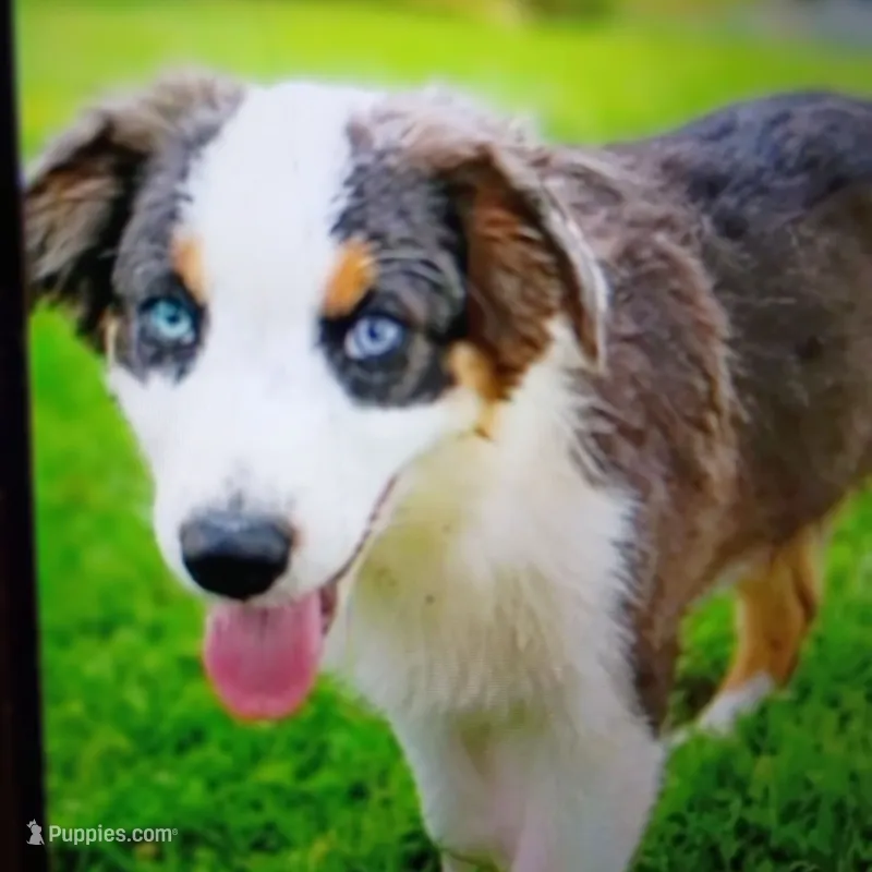 Hank – Australian Shepherd puppy for sale in Fort Worth, TX
