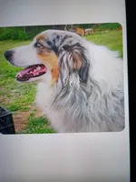 Skyler , a male Australian Shepherd for sale in Texas, TX – 7 of 10