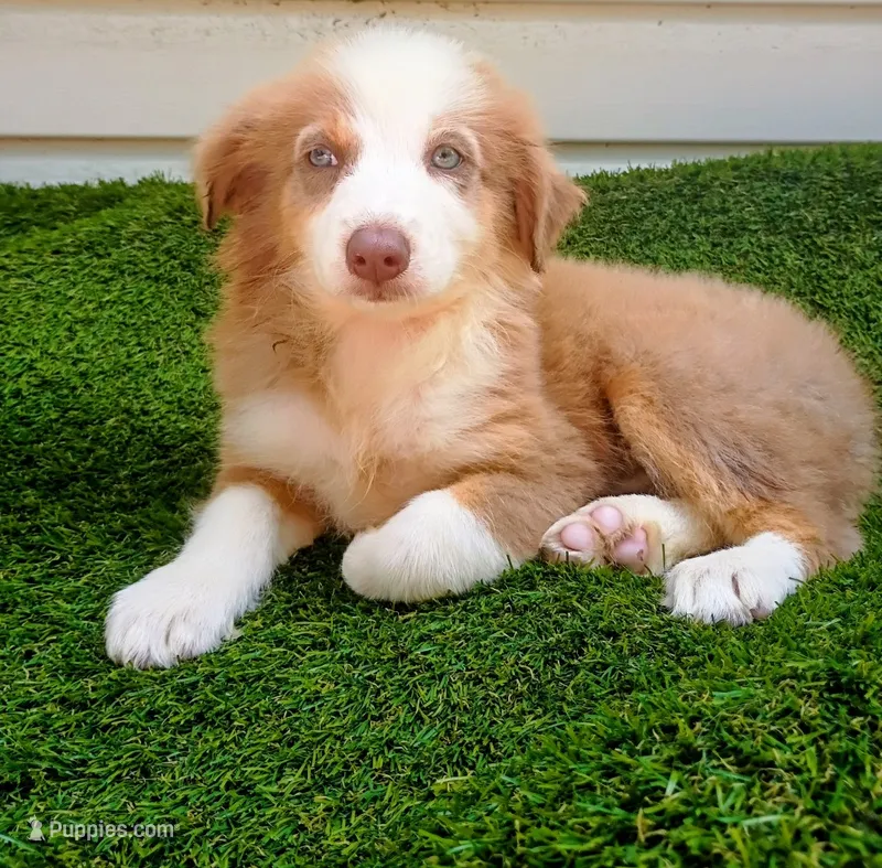 Cupcake – Australian Shepherd puppy for sale in Fort Worth, TX
