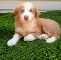 Cupcake , a female Australian Shepherd for sale in Texas, TX – 6 of 10