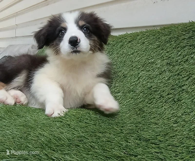 Sissy – Australian Shepherd puppy for sale in Texas, TX