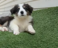 Sissy, a female Australian Shepherd for sale in Texas, TX – 1 of 9