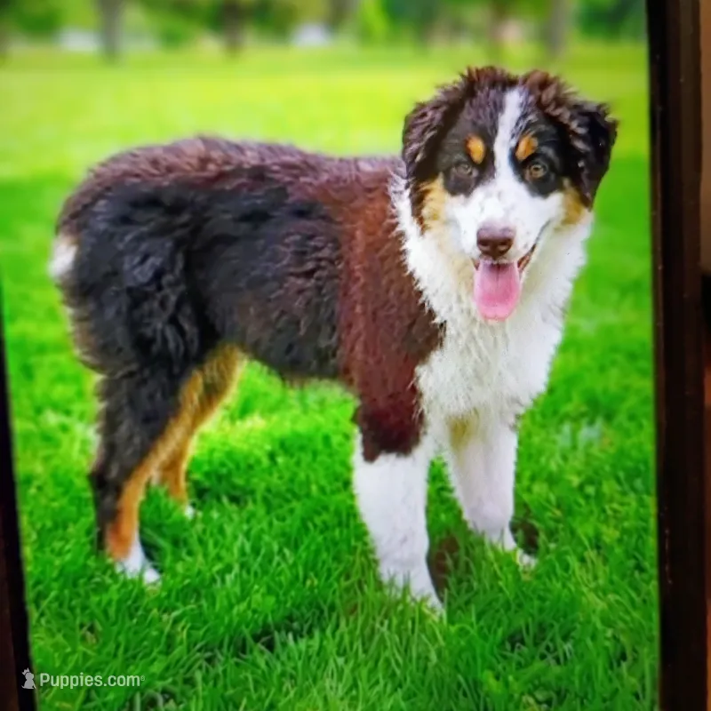 Rosa – Australian Shepherd puppy for sale in Fort Worth, TX