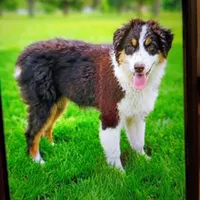 Rosa, a female Australian Shepherd for sale in Fort Worth, TX – 1 of 8