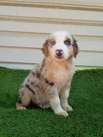Oreo, a male Australian Shepherd for sale in Texas, TX – 8 of 10