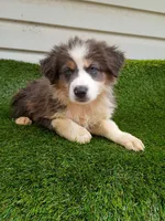 Shiba, a female Australian Shepherd for sale in Texas, TX – 3 of 10