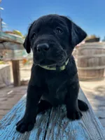 Ella (Bright Green Collar), a female Labrador Retriever for sale in Clovis, CA – 3 of 3
