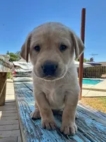 Alan Jackson (Cyan Collar), a male Labrador Retriever for sale in Clovis, CA – 2 of 2