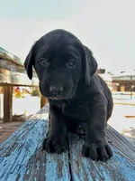 Patsy (Silver Collar), a female Labrador Retriever for sale in Clovis, CA – 2 of 3