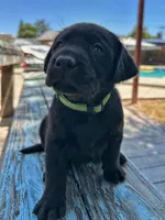 Ella (Bright Green Collar), a female Labrador Retriever for sale in Clovis, CA – 2 of 3