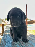 Patsy (Silver Collar), a female Labrador Retriever for sale in Clovis, CA – 3 of 3