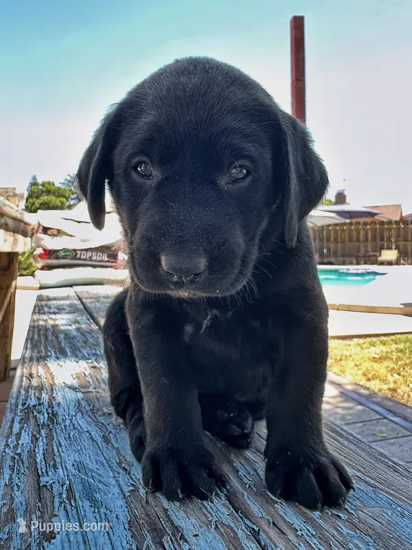 Patsy (Silver Collar) – Labrador Retriever puppy for sale in Clovis, CA