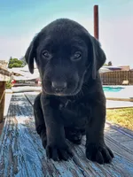 Patsy (Silver Collar), a female Labrador Retriever for sale in Clovis, CA – 1 of 3