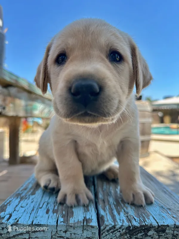 Merle (Light Blue Collar) – Labrador Retriever puppy for sale in Clovis, CA