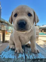 Merle (Light Blue Collar), a male Labrador Retriever for sale in Clovis, CA – 1 of 3