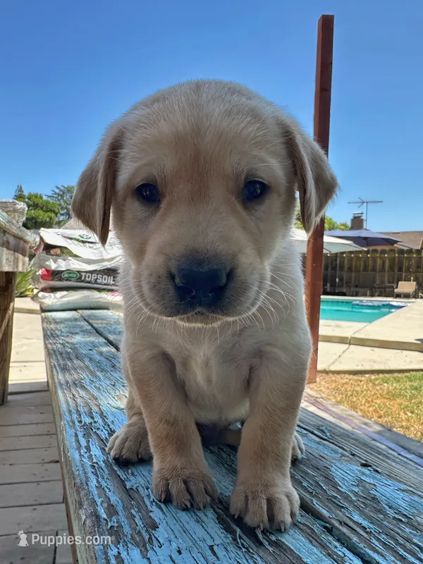 Alan Jackson (Cyan Collar) – Labrador Retriever puppy for sale in Clovis, CA