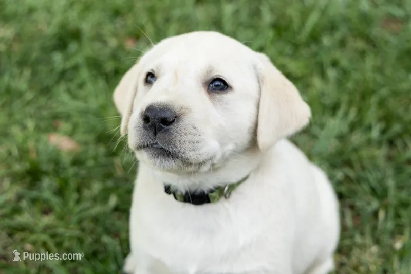 Willie (Green Collar) – Labrador Retriever puppy for sale in Clovis, CA