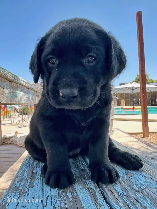 Dolly (Yellow Collar) – Labrador Retriever puppy for sale in Clovis, CA