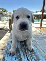 Willie (Green Collar), a male Labrador Retriever for sale in Clovis, CA – 1 of 3