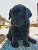 Dolly (Yellow Collar), a female Labrador Retriever for sale in Clovis, CA – 2 of 3