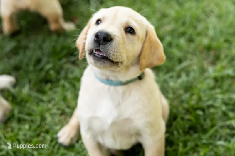 Alan Jackson (Cyan Collar) – Labrador Retriever puppy for sale in Clovis, CA