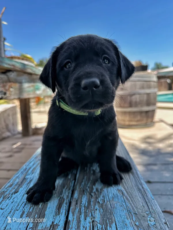 Ella (Bright Green Collar) – Labrador Retriever puppy for sale in Clovis, CA