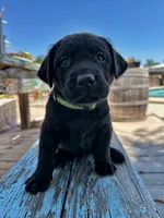 Ella (Bright Green Collar), a female Labrador Retriever for sale in Clovis, CA – 1 of 3
