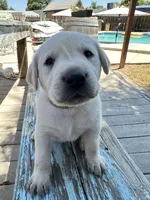 Willie (Green Collar), a male Labrador Retriever for sale in Clovis, CA – 3 of 3