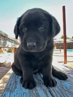 Dolly (Yellow Collar), a female Labrador Retriever for sale in Clovis, CA – 3 of 3
