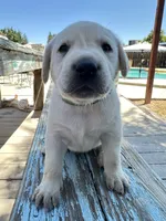 Willie (Green Collar), a male Labrador Retriever for sale in Clovis, CA – 2 of 3