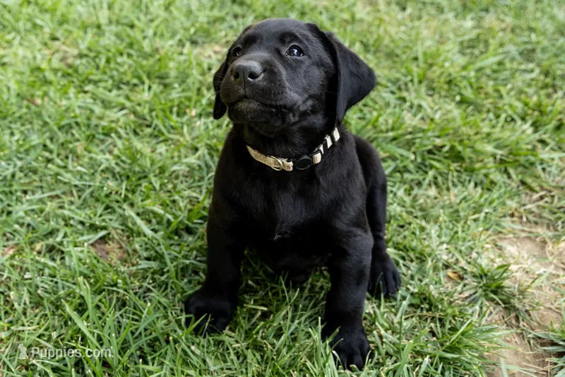 Patsy (Silver Collar) – Labrador Retriever puppy for sale in Clovis, CA