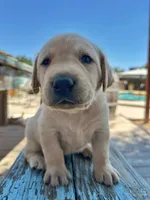 Merle (Light Blue Collar), a male Labrador Retriever for sale in Clovis, CA – 3 of 3
