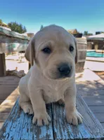 Merle (Light Blue Collar), a male Labrador Retriever for sale in Clovis, CA – 2 of 3