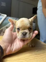 Bluey, a male French Bulldog for sale in Dallas, TX – 3 of 3