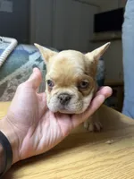 Bluey, a male French Bulldog for sale in Dallas, TX – 2 of 3
