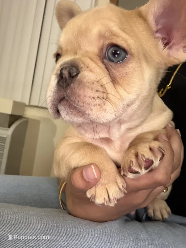Bluey – French Bulldog puppy for sale in Dallas, TX