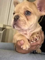 Bluey, a male French Bulldog for sale in Dallas, TX – 1 of 3
