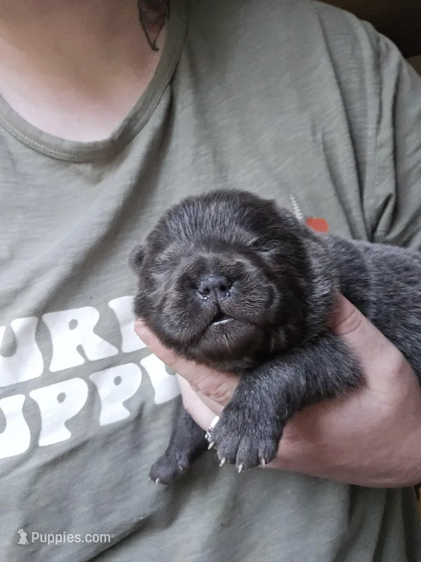 Baloo – Chow Chow puppy for sale in Stayton, OR