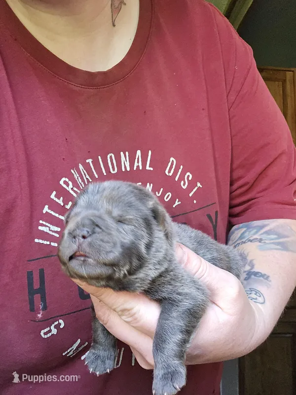Baloo – Chow Chow puppy for sale in Stayton, OR