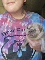 Rain, a female Chow Chow for sale in Stayton, OR – 2 of 2