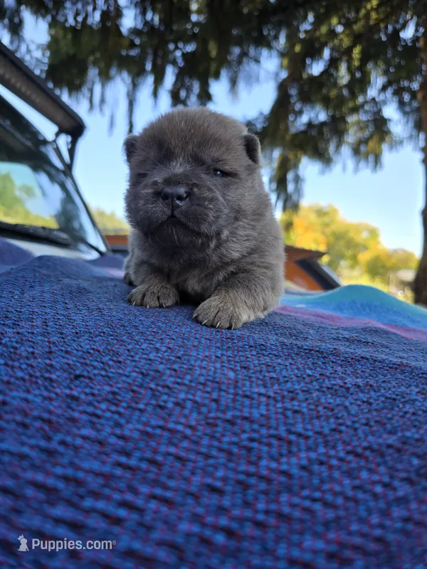 Angel  – Chow Chow puppy for sale in Stayton, OR